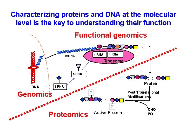 Characterizing proteins and DNA at the molecular level is the key to understanding their