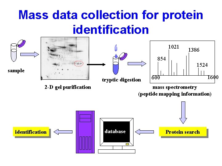 Mass data collection for protein identification 1021 854 sample tryptic digestion 2 -D gel