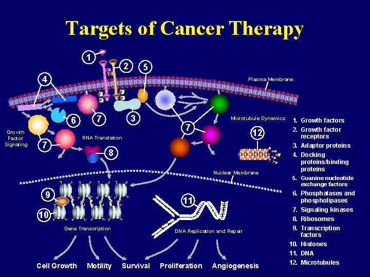 Targets of Cancer Therapy 1 2 5 4 Plasma Membrane P P Growth Factor