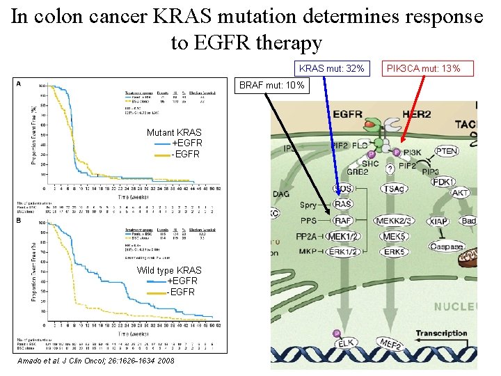 In colon cancer KRAS mutation determines response to EGFR therapy KRAS mut: 32% PIK