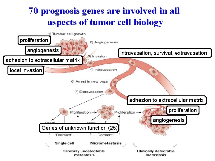 70 prognosis genes are involved in all aspects of tumor cell biology proliferation angiogenesis