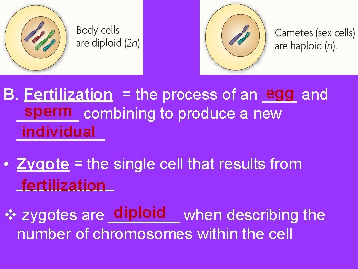 egg B. Fertilization = the process of an ____ and sperm _______ combining to