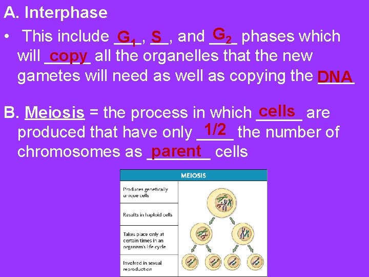 A. Interphase G 2 • This include ___, and ___ phases which G 1