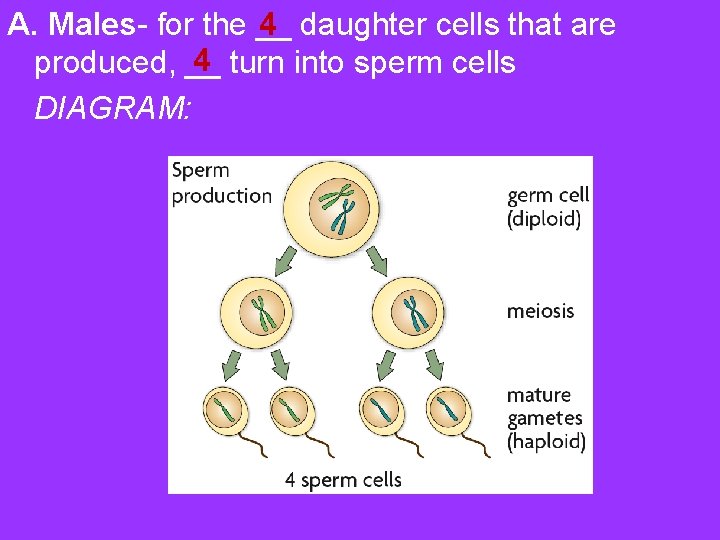 4 A. Males- for the __ daughter cells that are 4 produced, __ turn