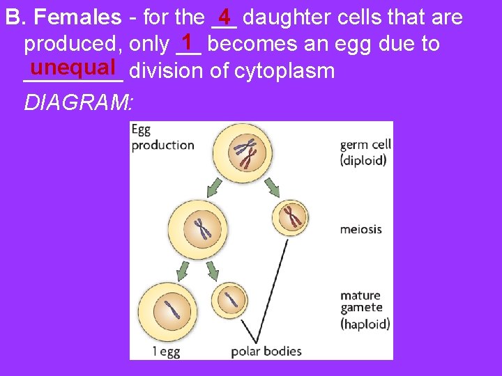 4 B. Females - for the __ daughter cells that are 1 produced, only