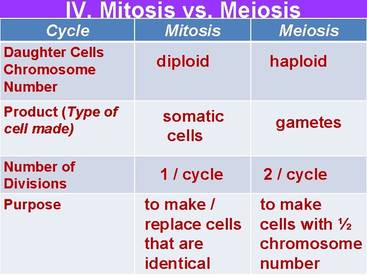 IV. Mitosis vs. Meiosis Cycle Daughter Cells Chromosome Number Mitosis diploid Product (Type of