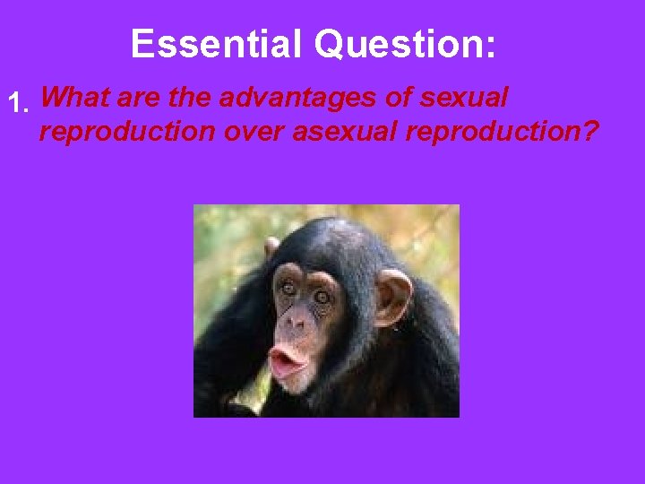 Essential Question: 1. What are the advantages of sexual reproduction over asexual reproduction? 