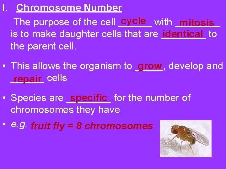 I. Chromosome Number cycle The purpose of the cell ______ with ____ mitosis identical