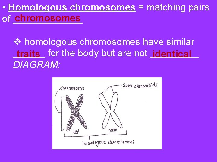  • Homologous chromosomes = matching pairs chromosomes of _______ v homologous chromosomes have