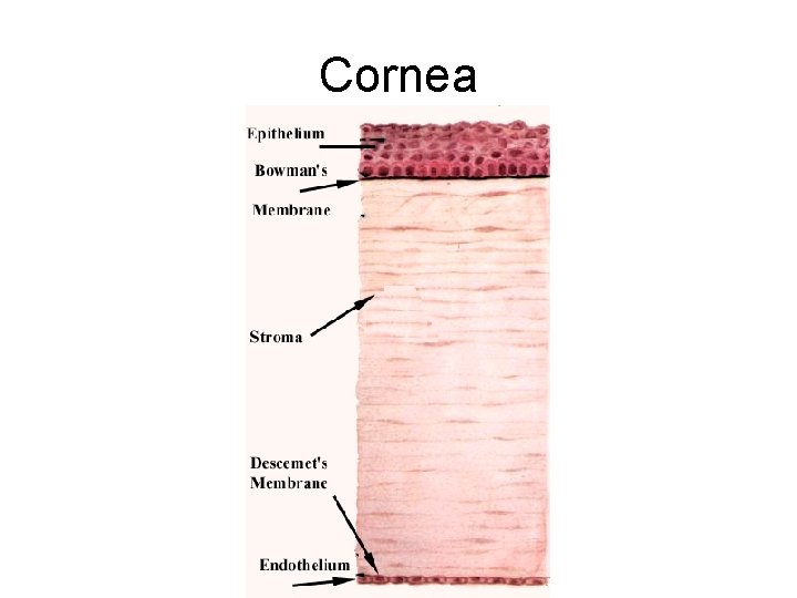 Cornea 