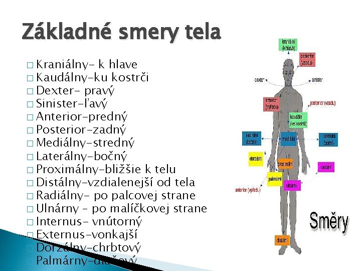 Základné smery tela � Kraniálny- k hlave � Kaudálny-ku kostrči � Dexter- pravý �