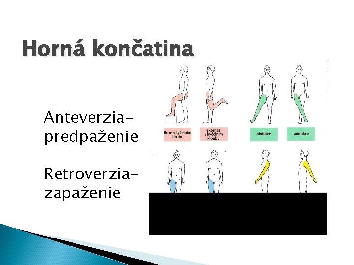 Horná končatina Anteverziapredpaženie Retroverziazapaženie 