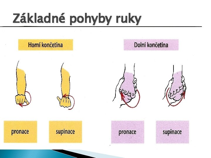 Základné pohyby ruky 