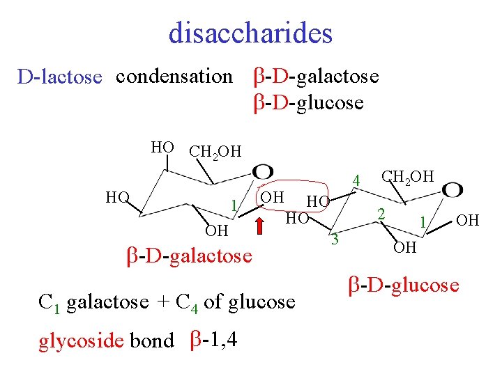 disaccharides D-lactose condensation -D-galactose -D-glucose HO CH 2 OH HO 1 OH OH 4