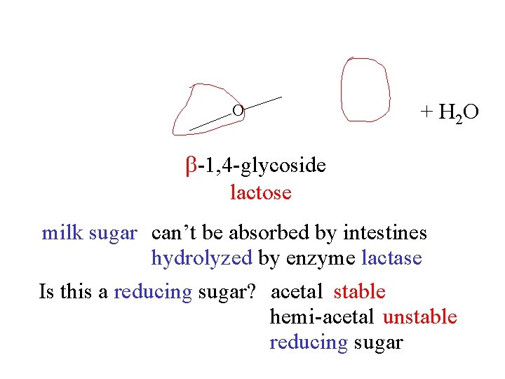 O + H 2 O -D-galactose -D-glucose -1, 4 -glycoside lactose milk sugar can’t