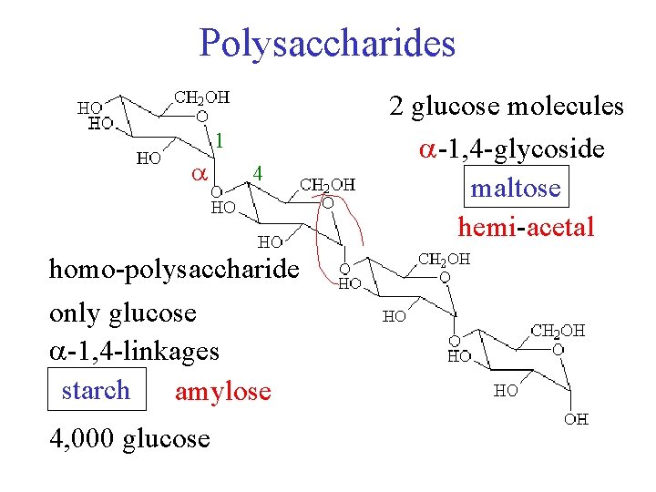 Polysaccharides 1 4 homo-polysaccharide only glucose -1, 4 -linkages starch amylose 4, 000 glucose