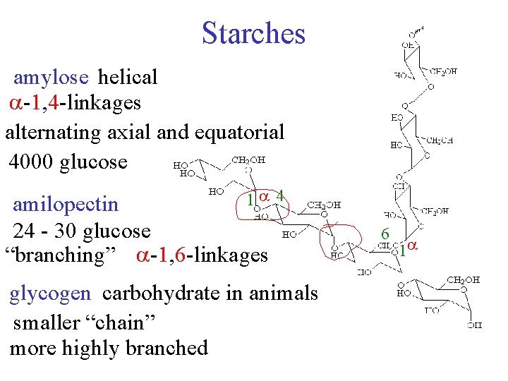 Starches amylose helical -1, 4 -linkages alternating axial and equatorial 4000 glucose 1 4