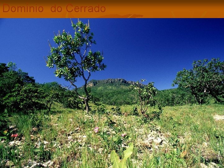 Domínio do Cerrado 
