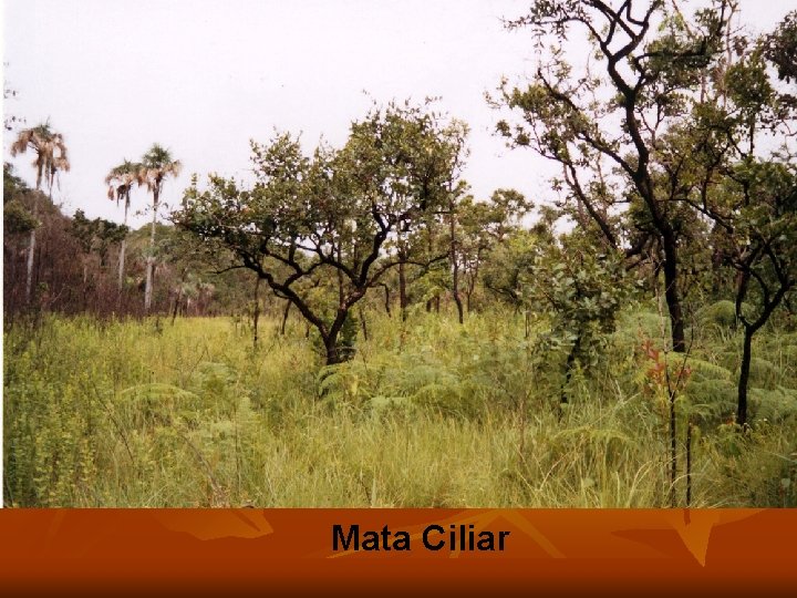 Mata Ciliar 
