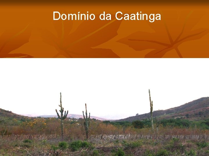 Domínio da Caatinga 