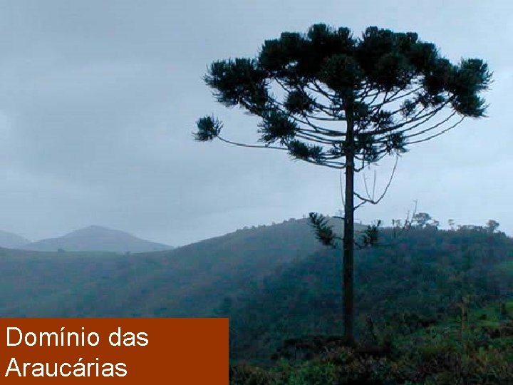 Domínio das Araucárias 