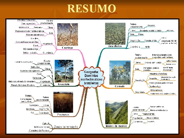 RESUMO 