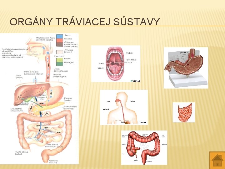 ORGÁNY TRÁVIACEJ SÚSTAVY 