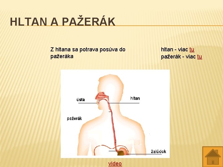 HLTAN A PAŽERÁK Z hltana sa potrava posúva do pažeráka video hltan - viac