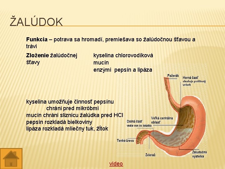 ŽALÚDOK Funkcia – potrava sa hromadí, premiešava so žalúdočnou šťavou a trávi Zloženie žalúdočnej