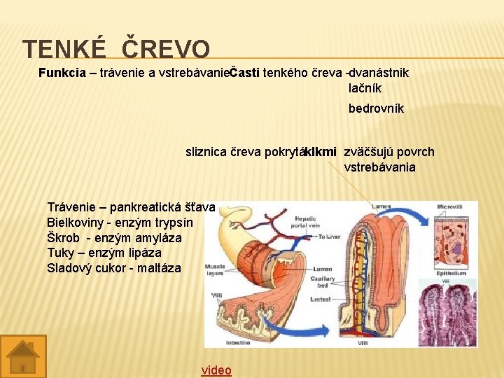 TENKÉ ČREVO Funkcia – trávenie a vstrebávanieČasti tenkého čreva -dvanástnik lačník bedrovník sliznica čreva