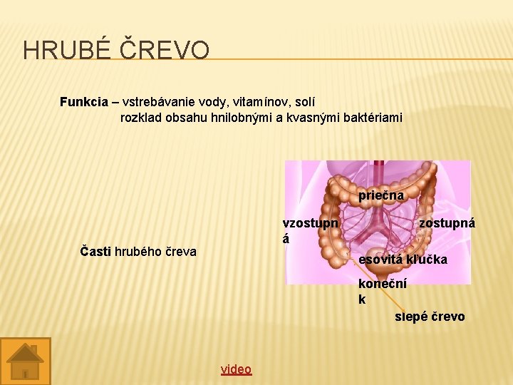 HRUBÉ ČREVO Funkcia – vstrebávanie vody, vitamínov, solí rozklad obsahu hnilobnými a kvasnými baktériami