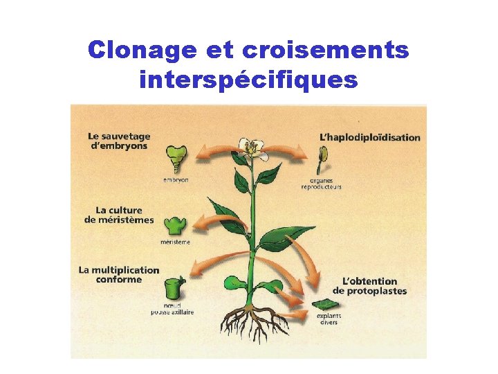 Clonage et croisements interspécifiques 