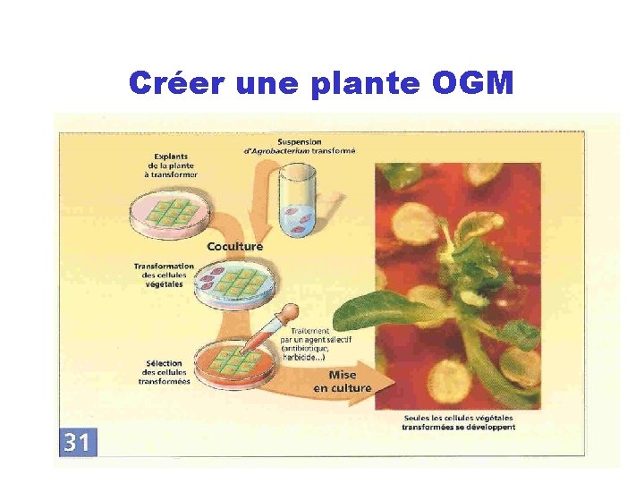 Créer une plante OGM 