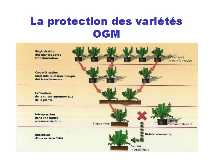La protection des variétés OGM 