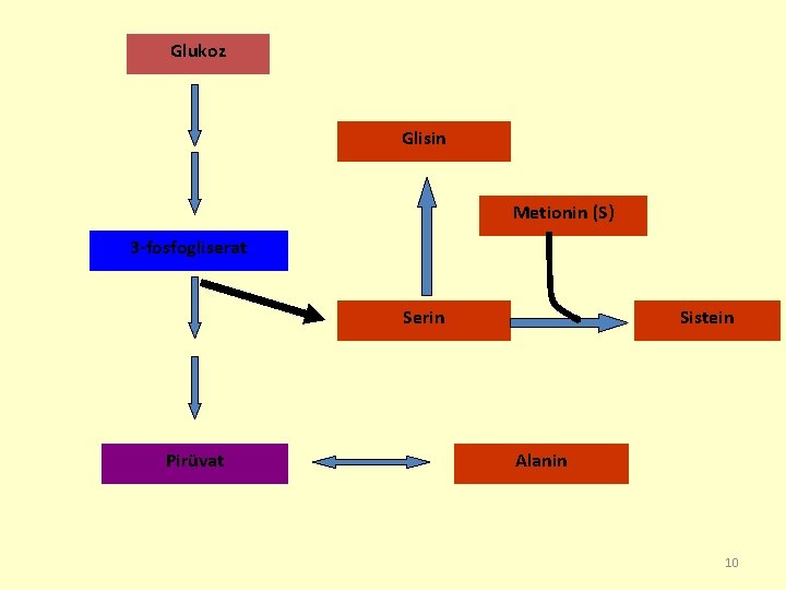 Glukoz Glisin Metionin (S) 3 -fosfogliserat Serin Pirüvat Sistein Alanin 10 