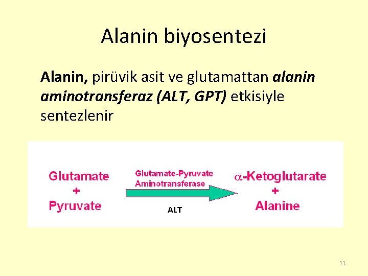 Alanin biyosentezi Alanin, pirüvik asit ve glutamattan alanin aminotransferaz (ALT, GPT) etkisiyle sentezlenir ALT
