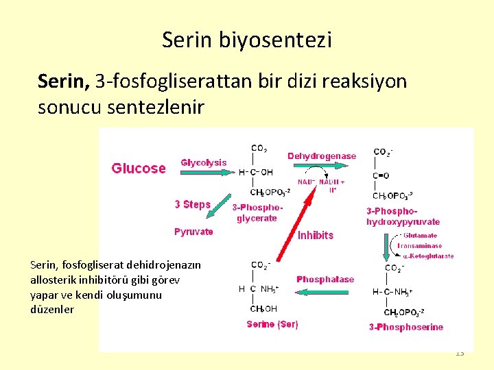 Serin biyosentezi Serin, 3 -fosfogliserattan bir dizi reaksiyon sonucu sentezlenir Serin, fosfogliserat dehidrojenazın allosterik