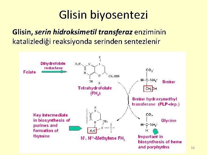 Glisin biyosentezi Glisin, serin hidroksimetil transferaz enziminin katalizlediği reaksiyonda serinden sentezlenir 14 