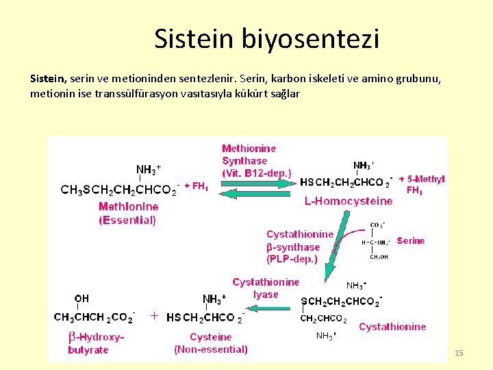 Sistein biyosentezi Sistein, serin ve metioninden sentezlenir. Serin, karbon iskeleti ve amino grubunu, metionin