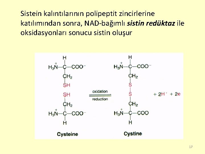 Sistein kalıntılarının polipeptit zincirlerine katılımından sonra, NAD-bağımlı sistin redüktaz ile oksidasyonları sonucu sistin oluşur