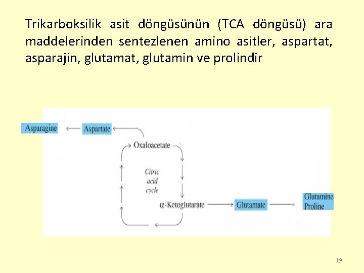 Trikarboksilik asit döngüsünün (TCA döngüsü) ara maddelerinden sentezlenen amino asitler, aspartat, asparajin, glutamat, glutamin