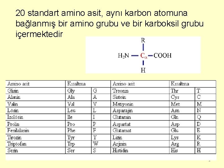 20 standart amino asit, aynı karbon atomuna bağlanmış bir amino grubu ve bir karboksil