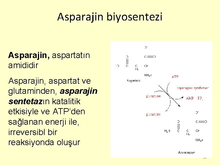 Asparajin biyosentezi Asparajin, aspartatın amididir Asparajin, aspartat ve glutaminden, asparajin sentetazın katalitik etkisiyle ve