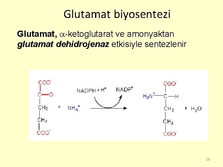 Glutamat biyosentezi Glutamat, -ketoglutarat ve amonyaktan glutamat dehidrojenaz etkisiyle sentezlenir 23 