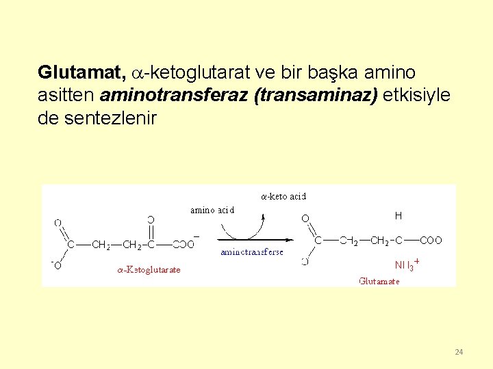 Glutamat, -ketoglutarat ve bir başka amino asitten aminotransferaz (transaminaz) etkisiyle de sentezlenir 24 