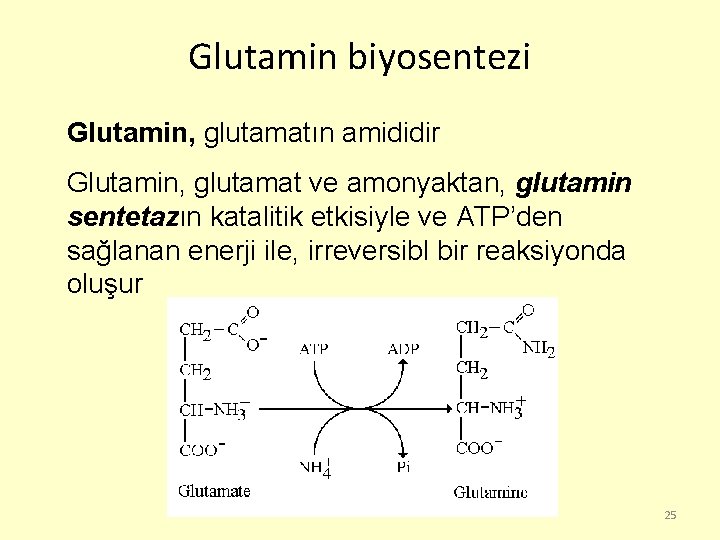 Glutamin biyosentezi Glutamin, glutamatın amididir Glutamin, glutamat ve amonyaktan, glutamin sentetazın katalitik etkisiyle ve