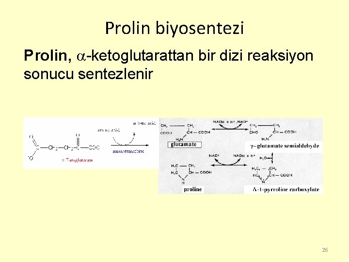 Prolin biyosentezi Prolin, -ketoglutarattan bir dizi reaksiyon sonucu sentezlenir 26 