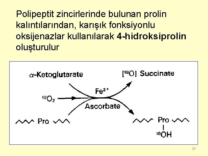 Polipeptit zincirlerinde bulunan prolin kalıntılarından, karışık fonksiyonlu oksijenazlar kullanılarak 4 -hidroksiprolin oluşturulur 27 