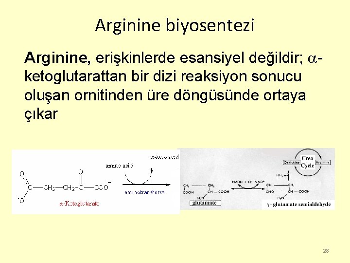 Arginine biyosentezi Arginine, erişkinlerde esansiyel değildir; ketoglutarattan bir dizi reaksiyon sonucu oluşan ornitinden üre