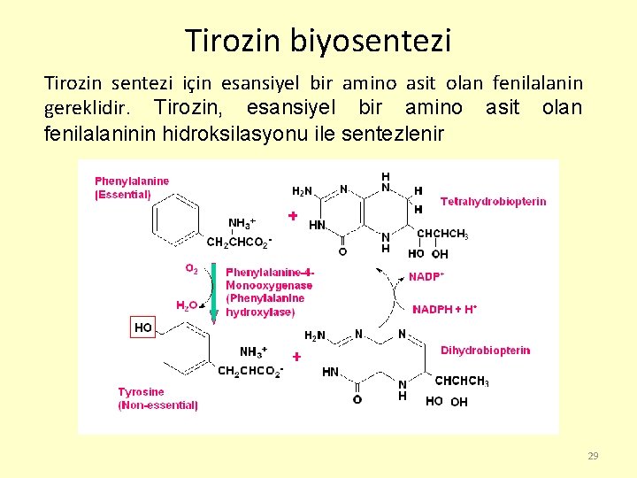 Tirozin biyosentezi Tirozin sentezi için esansiyel bir amino asit olan fenilalanin gereklidir. Tirozin, esansiyel